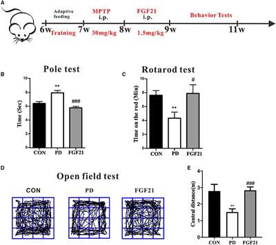 Fibroblast Growth Factor 21 Modulates Microglial Polarization That Attenuates Neurodegeneration in Mice and Cellular Models of Parkinson's Disease